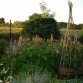 in unserem Garten