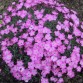 Dianthus gratianapolitanus ‘La Bourboule`
