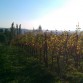 Weinberge