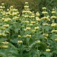 Phlomis russeliana