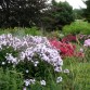 in unserem Garten