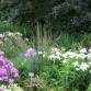 in unserem Garten