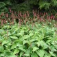 Bistorta amplexicaule ‘Atropurpurea’