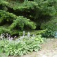 Hosta