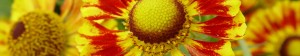 Helenium