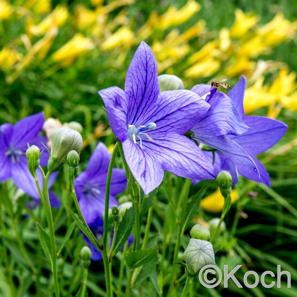 Beetstauden | E. Koch Staudenkulturen