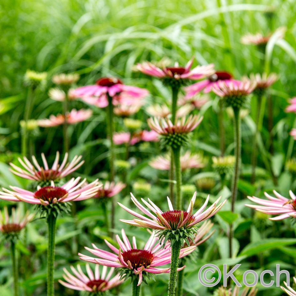 Beetstauden | E. Koch Staudenkulturen