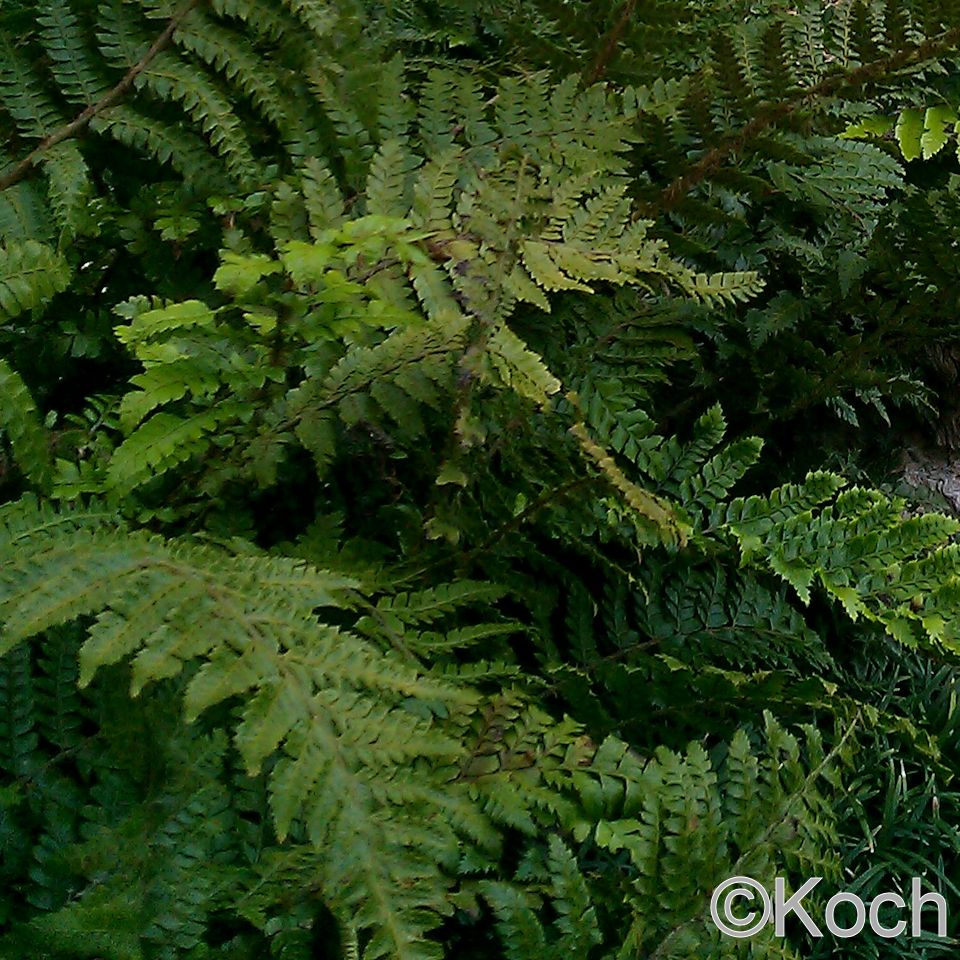 Farne E. Koch Staudenkulturen