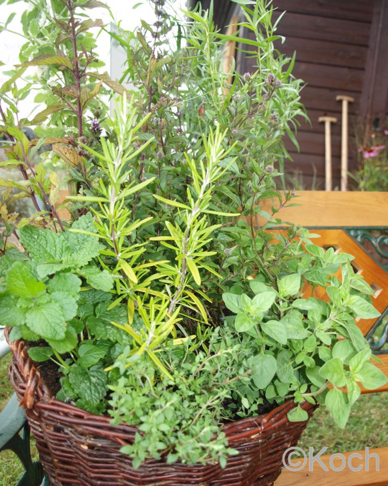 Heil und Gewürzpflanzen E. Koch Staudenkulturen